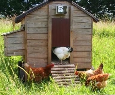 HenSafe: Automatic Chicken Coop Door Opener, In Swindon