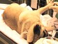 http   www touchlocal com business list bid 7161998 Located in Caterham  Waterdene Veterinary Practice consists of a friendly  care taking staff that makes sure at any time that your pet is in the best hands imaginable