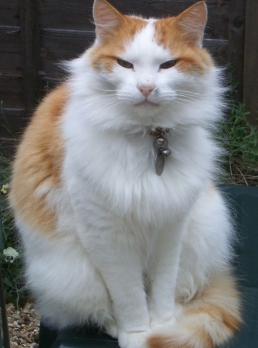 Pet Sitting Swindon