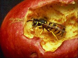 Pests killed
