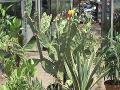 Warwick Nursery in Anmering, ear Brighton are Wholesale Plant suppliers covering the South of England.
http://www.touchlocal.com/business/list/bid/6954748