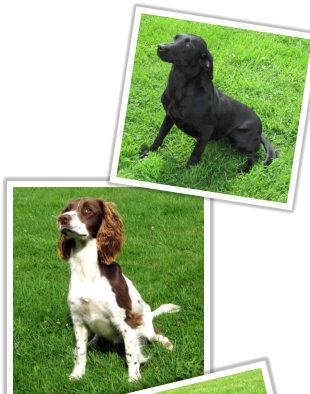 Happy Dogs Boarding At Purrfect Kennels Runcorn