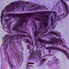 Iris Logo
