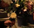 http   www touchlocal com business list bid 492471 Moonflower The shop is situated in Anyards Road in the heart of Cobham and has an elegant and modern feel to it  It has been an established and successful florist for over 18 years