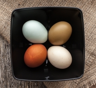 drw.photo eggs