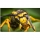 Latham Pest Control