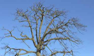 Tree Pruning