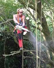 Tree Surgery South London