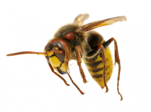 wasps nests removal