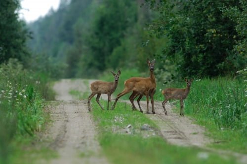 Deer control and Management