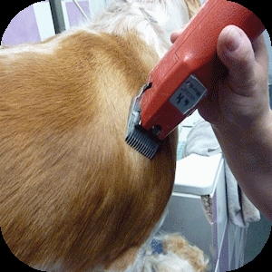Clipping Your Dog