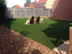Quickgrass Richmond Dogs In Garden 300x225