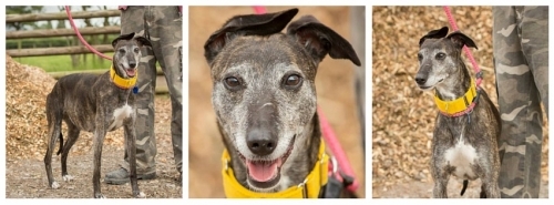 Merlin Animal Rescue Animal Welfare And Care Organisations In St Asaph